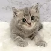 マンチカン(長足)【愛知県・男の子・2025年9月24日・ブルータビー】の写真4