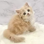 ミヌエット(長足)【愛知県・女の子・2025年9月21日・クリームタビー&ホワイト】の写真4