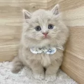 サイベリアン【愛知県・男の子・2024年12月4日・クリームタビー&ホワイト】の写真4