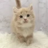 サイベリアン【愛知県・男の子・2025年10月22日・クリームタビー&ホワイト】の写真5