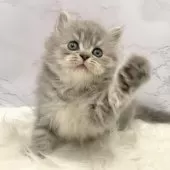 ミヌエット(長足)【愛知県・男の子・2025年10月3日・ブルータビー】の写真5