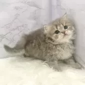 ミヌエット(長足)【愛知県・男の子・2025年9月21日・ブルータビー】の写真5