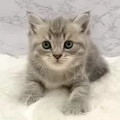 マンチカン(長足)【愛知県・男の子・2025年9月24日・ブルータビー】の写真5