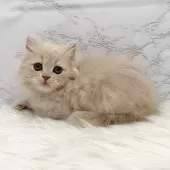 ミヌエット(短足)【愛知県・女の子・2025年11月12日・クリームタビー】の写真5