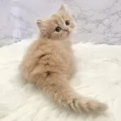 ミヌエット(短足)【愛知県・男の子・2025年9月17日・クリームタビー】の写真5