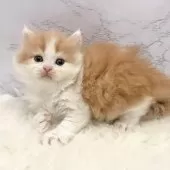 ミヌエット(長足)【愛知県・男の子・2025年10月20日・レッドタビー&ホワイト】の写真5