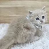 サイベリアン【愛知県・男の子・2025年2月1日・クリームタビー】の写真6