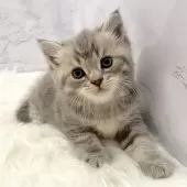 マンチカン(長足)【愛知県・男の子・2025年9月24日・ブルータビー】の写真6