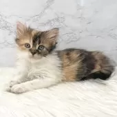 ミヌエット(長足)【愛知県・女の子・2025年5月18日・ブラウンパッチドタビー&ホワイト】の写真6