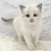 ラグドール【愛知県・女の子・2025年7月31日・ブルーポイントバイカラー】の写真6