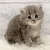 ミヌエット(長足)【愛知県・女の子・2025年11月7日・ブルーパッチドタビー】の写真6