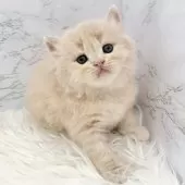 ミヌエット(長足)【愛知県・男の子・2025年10月13日・クリームタビー】の写真6