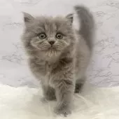 ミヌエット(長足)【愛知県・女の子・2025年9月17日・ブルーパッチドタビー】の写真6