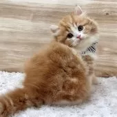 ミヌエット(長足)【愛知県・男の子・2024年12月30日・レッドタビー&ホワイト】の写真6