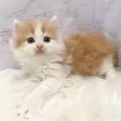 ミヌエット(長足)【愛知県・男の子・2025年10月20日・レッドタビー&ホワイト】の写真6