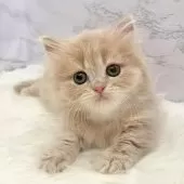 ミヌエット(短足)【愛知県・男の子・2025年9月17日・クリームタビー】の写真6