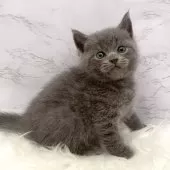 ブリティッシュショートヘア【愛知県・男の子・2025年11月4日・ブルー】の写真6