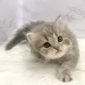 ミヌエット(長足)【愛知県・男の子・2025年9月21日・ブルータビー】の写真7