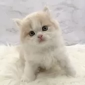 ミヌエット(長足)【愛知県・男の子・2025年10月31日・クリームタビー&ホワイト】の写真7