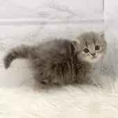 ミヌエット(長足)【愛知県・女の子・2025年11月7日・ブルーパッチドタビー】の写真7