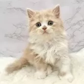 ミヌエット(長足)【愛知県・女の子・2025年9月21日・クリームタビー&ホワイト】の写真7