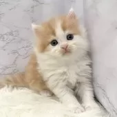 ミヌエット(長足)【愛知県・男の子・2025年10月20日・レッドタビー&ホワイト】の写真7