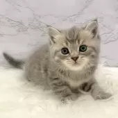 マンチカン(長足)【愛知県・男の子・2025年9月24日・ブルータビー】の写真7