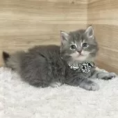 サイベリアン【愛知県・男の子・2024年12月25日・ブルータビー】の写真7