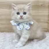 ミヌエット(長足)【愛知県・男の子・2025年3月17日・クリームタビー&ホワイト】の写真8