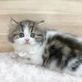 ミヌエット(長足)【愛知県・男の子・2025年7月12日・ブラウンタビー&ホワイト】の写真8