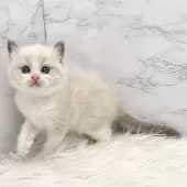 ラグドール【愛知県・女の子・2025年1月15日・ブルーポイントバイカラー】の写真8