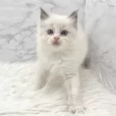 ラグドール【愛知県・女の子・2025年8月6日・ブルーポイントバイカラー】の写真8