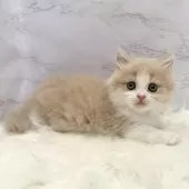 ミヌエット(短足)【愛知県・男の子・2025年11月5日・クリームタビー&ホワイト】の写真8