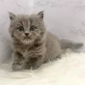 ミヌエット(長足)【愛知県・女の子・2025年9月17日・ブルーパッチドタビー】の写真8