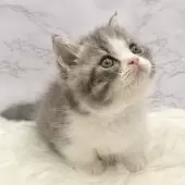 マンチカン(短足)【愛知県・女の子・2025年9月24日・ブルータビー&ホワイト】の写真8