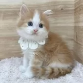 ミヌエット(長足)【愛知県・男の子・2025年1月17日・レッドタビー&ホワイト】の写真8