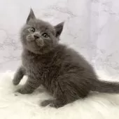 ブリティッシュショートヘア【愛知県・男の子・2025年11月4日・ブルー】の写真8