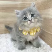 サイベリアン【愛知県・女の子・2025年3月31日・ブルーパッチドタビー】の写真9