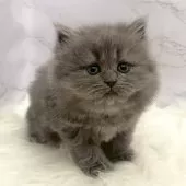 ミヌエット(長足)【愛知県・女の子・2025年11月5日・ブルー】の写真9