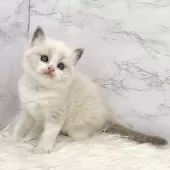 ラグドール【愛知県・女の子・2025年1月15日・ブルーポイントバイカラー】の写真9