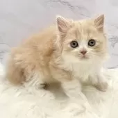 ミヌエット(長足)【愛知県・女の子・2025年9月21日・クリームタビー&ホワイト】の写真9