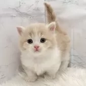 ミヌエット(短足)【愛知県・男の子・2025年11月8日・クリームタビー&ホワイト】の写真9