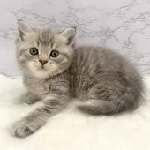 マンチカン(長足)【愛知県・男の子・2025年9月24日・ブルータビー】の写真9