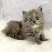 ミヌエット(短足)【愛知県・女の子・2025年10月27日・ブルーパッチドタビー】の写真9