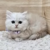 ミヌエット(短足)【愛知県・女の子・2024年12月15日・クリームタビー】の写真9