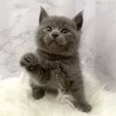 ブリティッシュショートヘア【愛知県・男の子・2025年11月4日・ブルー】の写真9