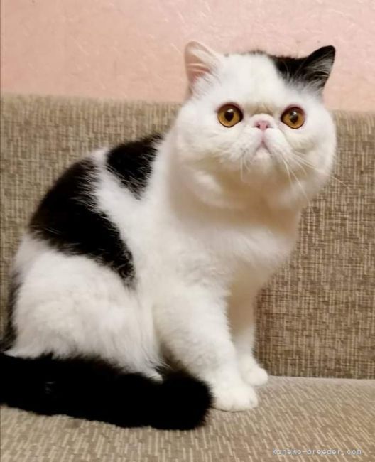 久保早希代ブリーダー