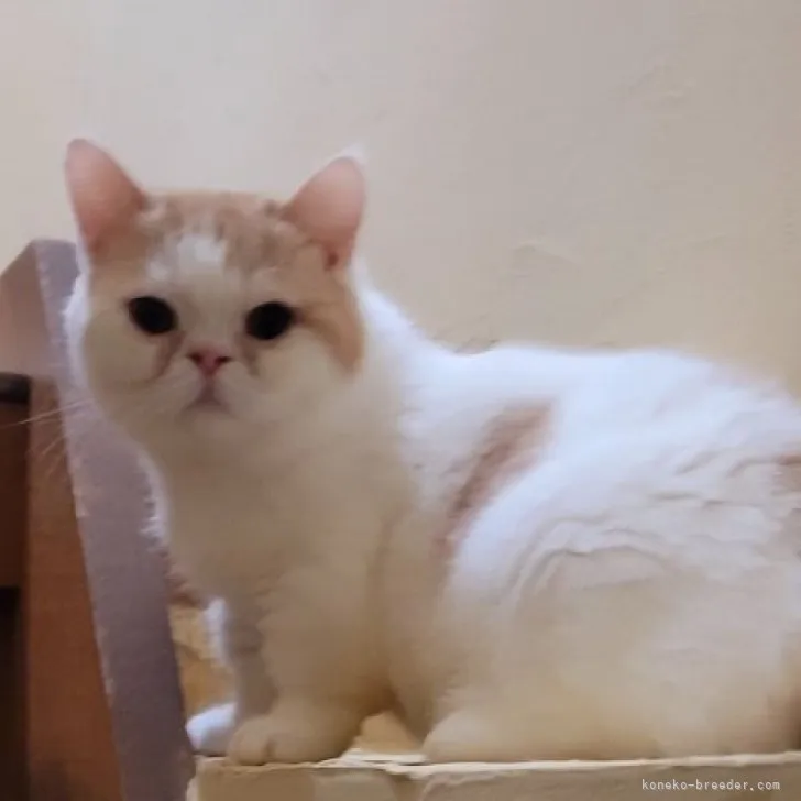 ID：2210-01480の子猫