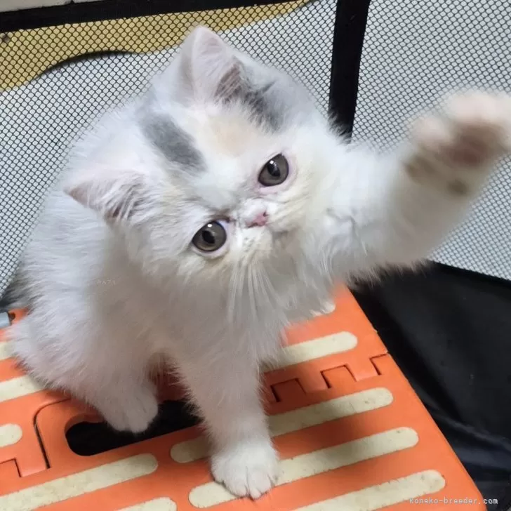 ID：2407-01411の子猫