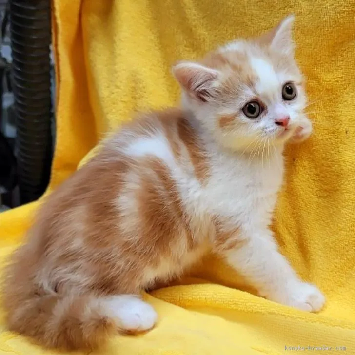 ID：2302-00614の子猫